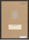 Surirella regina Jan. (de-Toni-Nr.: Genus 53, Species 2377) Zeichnungen Sammlung Grunow Nr. 4781 (NHMW-BOT-W0372914)
